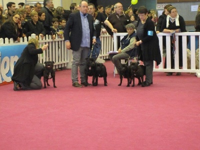 shades of blues - CONCOURS GENERAL AGRICOLE 2013