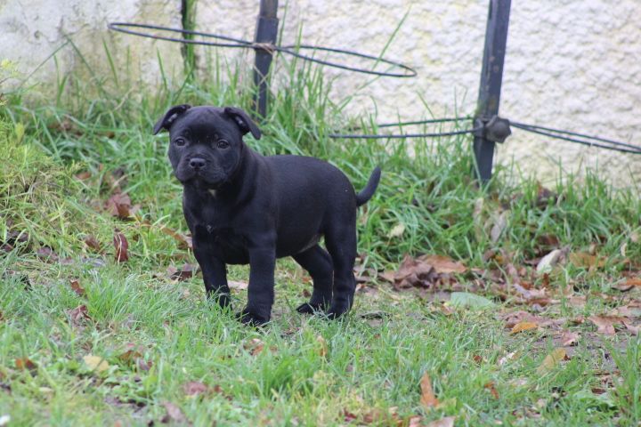 shades of blues - Chiot disponible  - Staffordshire Bull Terrier