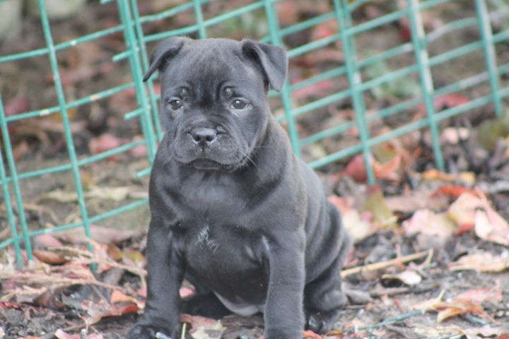 shades of blues - Chiot disponible  - Staffordshire Bull Terrier