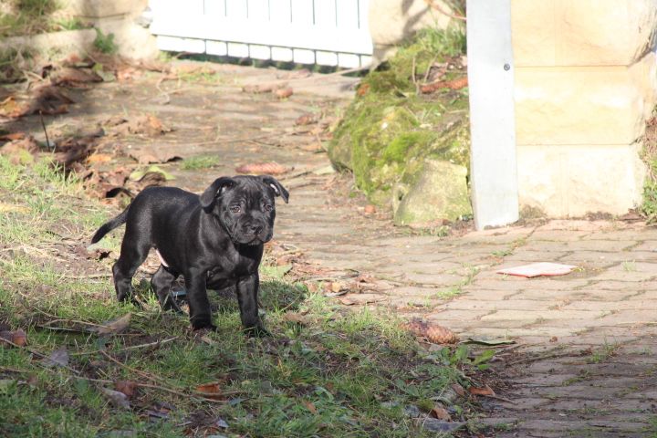 shades of blues - Chiot disponible  - Staffordshire Bull Terrier