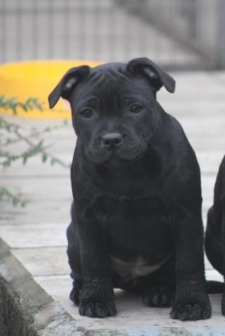 shades of blues - Chiot disponible  - Staffordshire Bull Terrier