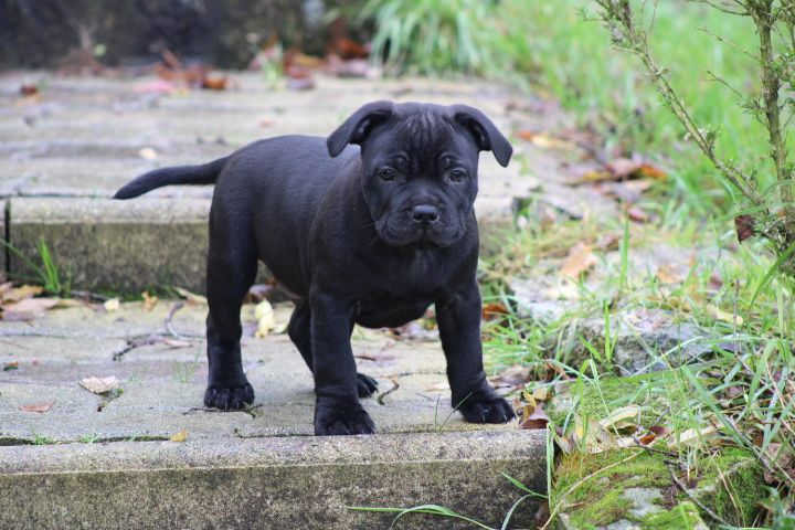 shades of blues - Chiot disponible  - Staffordshire Bull Terrier