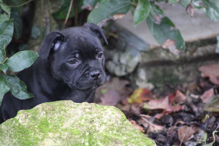 shades of blues - Chiot disponible  - Staffordshire Bull Terrier