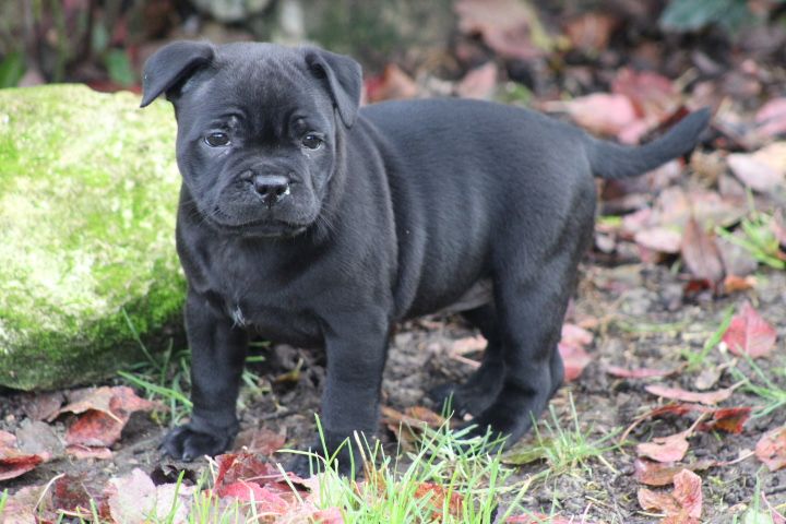 shades of blues - Chiot disponible  - Staffordshire Bull Terrier