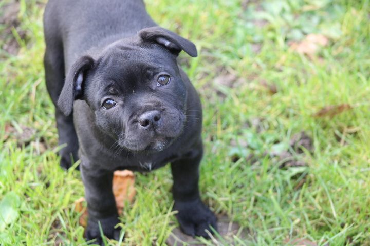 shades of blues - Chiot disponible  - Staffordshire Bull Terrier