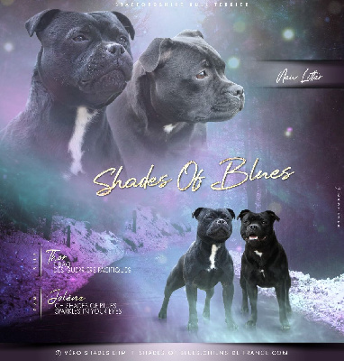 shades of blues - Staffordshire Bull Terrier - Portée née le 07/10/2024