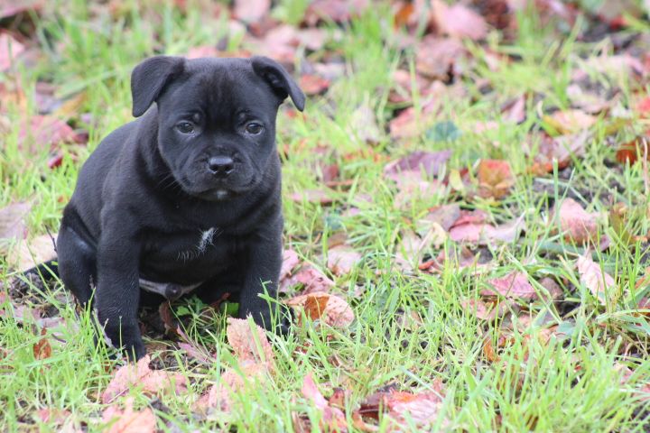 shades of blues - Chiot disponible  - Staffordshire Bull Terrier