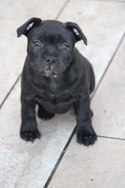 shades of blues - Chiot disponible  - Staffordshire Bull Terrier