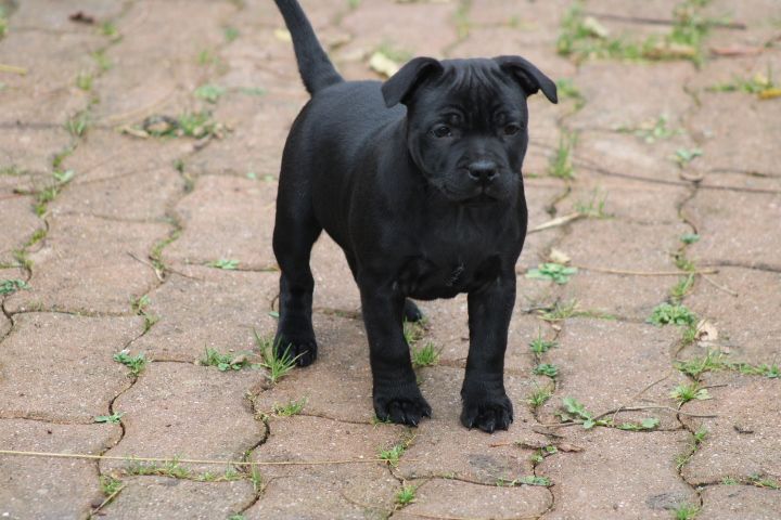 shades of blues - Chiot disponible  - Staffordshire Bull Terrier