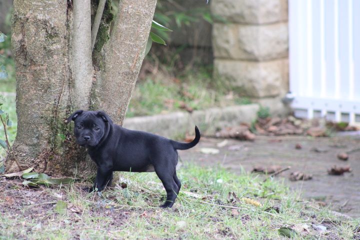 shades of blues - Chiot disponible  - Staffordshire Bull Terrier