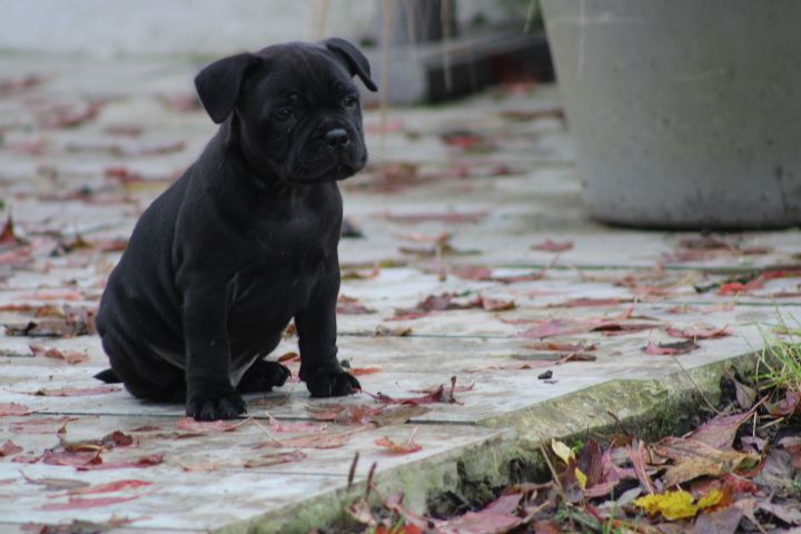 shades of blues - Chiot disponible  - Staffordshire Bull Terrier