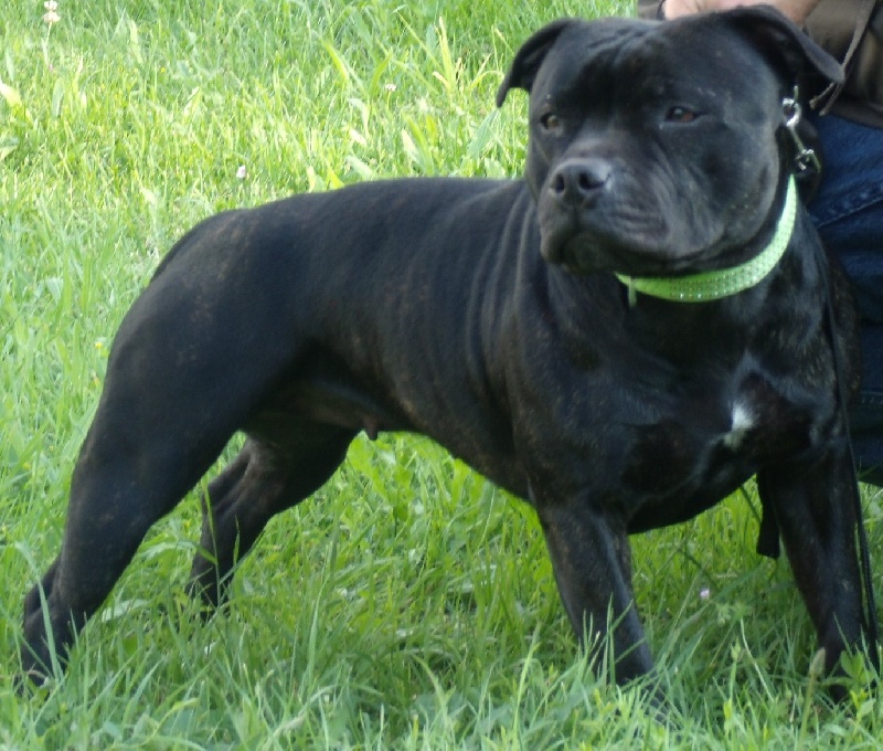 CH. shades of blues Ginger head arrogancy