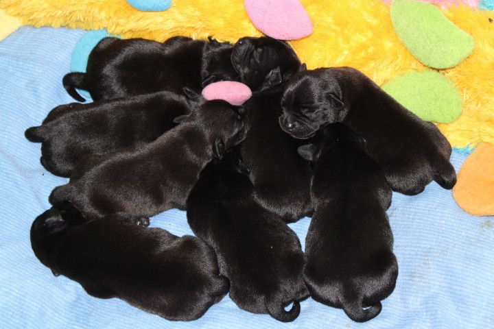 Chiot Staffordshire Bull Terrier shades of blues