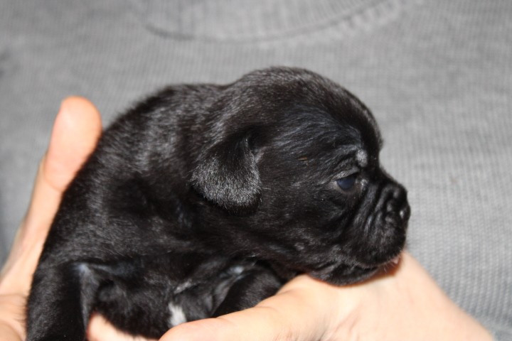 shades of blues - Chiots disponibles - Staffordshire Bull Terrier