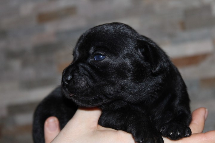 shades of blues - Chiots disponibles - Staffordshire Bull Terrier