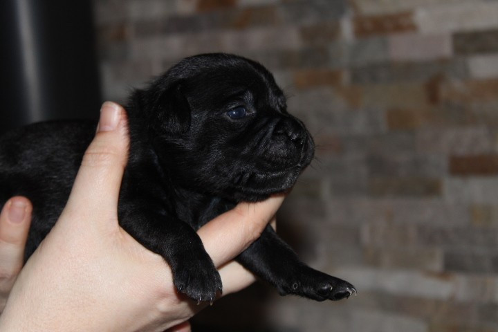 shades of blues - Chiots disponibles - Staffordshire Bull Terrier