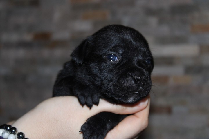 shades of blues - Chiots disponibles - Staffordshire Bull Terrier