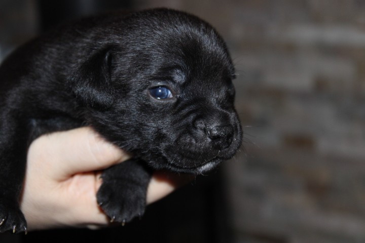 shades of blues - Chiots disponibles - Staffordshire Bull Terrier