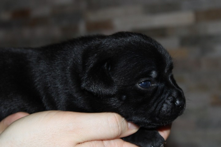 shades of blues - Chiots disponibles - Staffordshire Bull Terrier