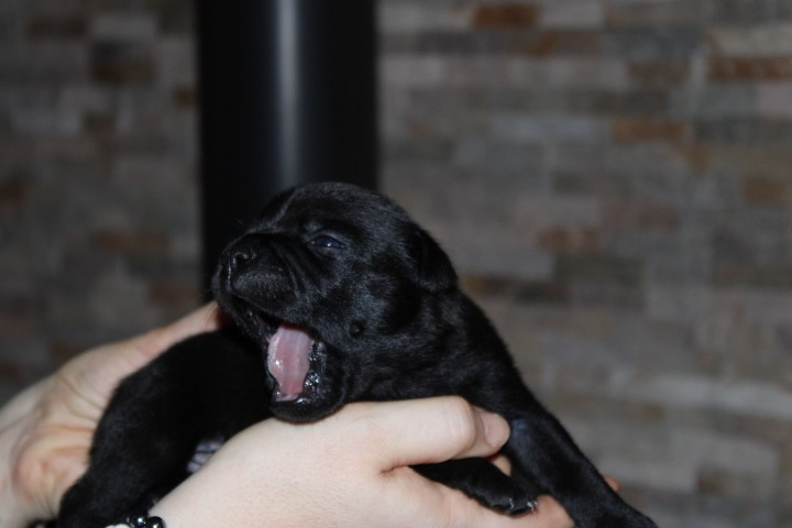 shades of blues - Chiots disponibles - Staffordshire Bull Terrier