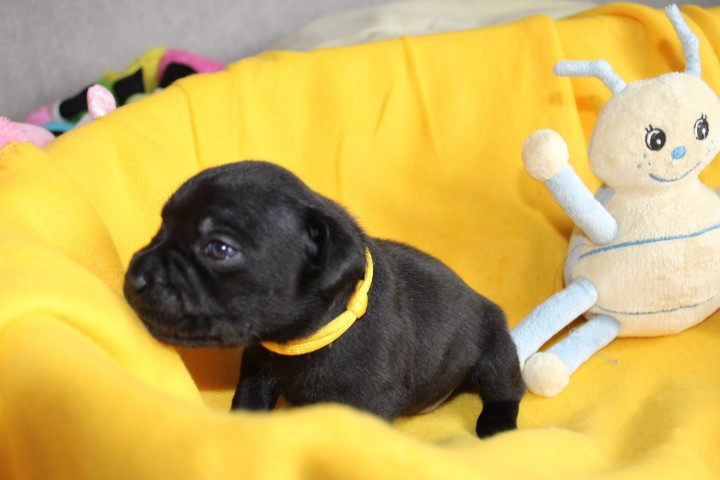 shades of blues - Chiots disponibles - Staffordshire Bull Terrier