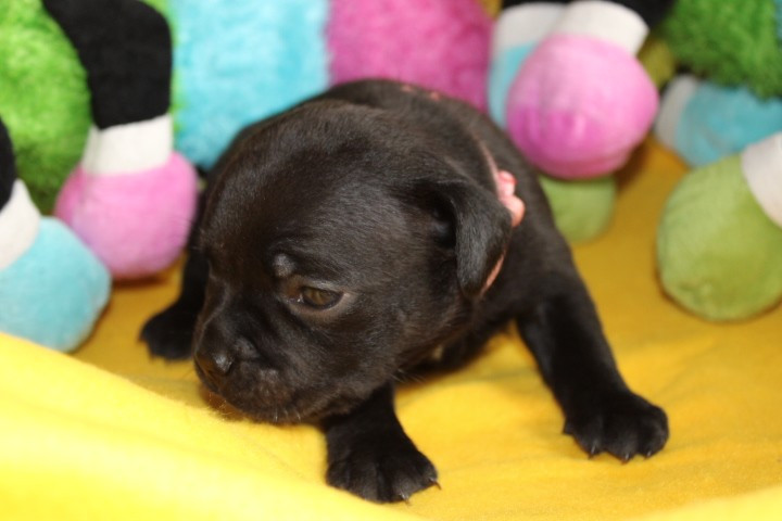 shades of blues - Chiots disponibles - Staffordshire Bull Terrier