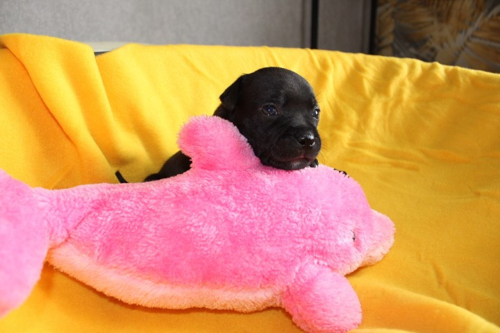 shades of blues - Chiots disponibles - Staffordshire Bull Terrier