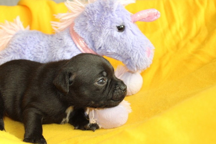 shades of blues - Chiots disponibles - Staffordshire Bull Terrier