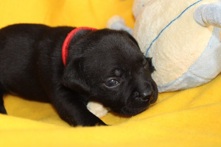 shades of blues - Chiots disponibles - Staffordshire Bull Terrier