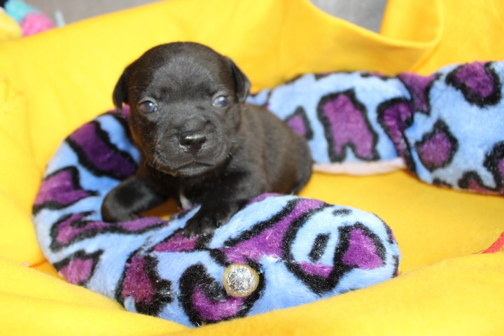 shades of blues - Chiots disponibles - Staffordshire Bull Terrier