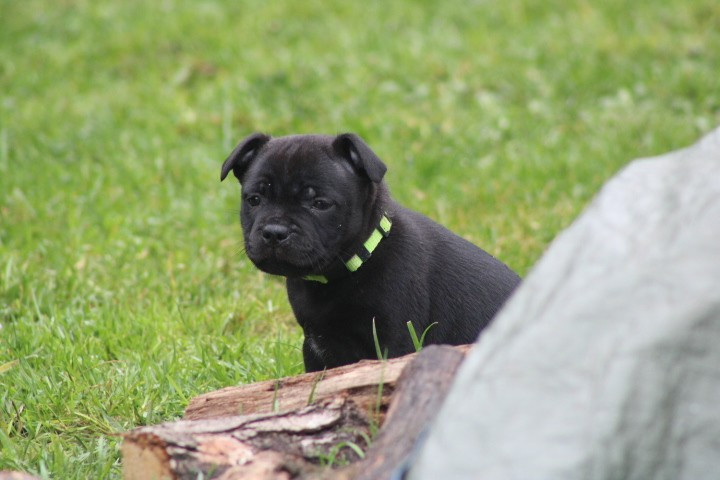 shades of blues - Chiots disponibles - Staffordshire Bull Terrier