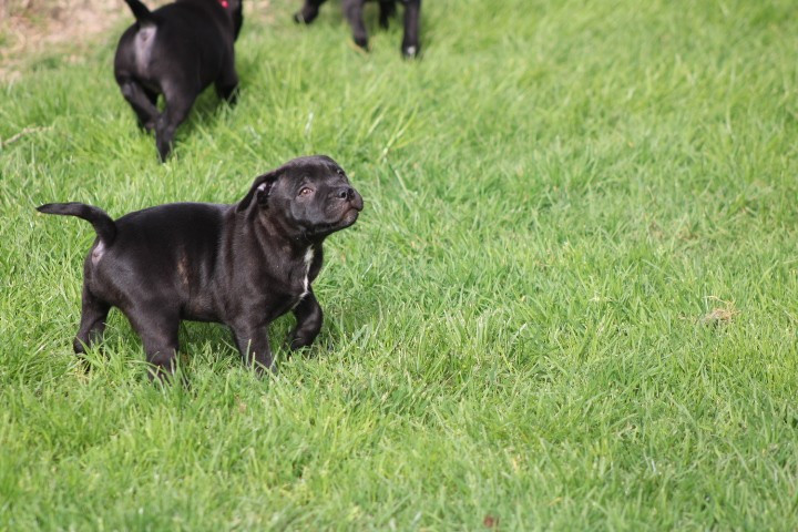 shades of blues - Chiots disponibles - Staffordshire Bull Terrier
