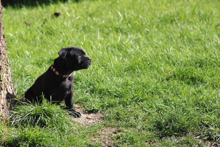 shades of blues - Chiots disponibles - Staffordshire Bull Terrier